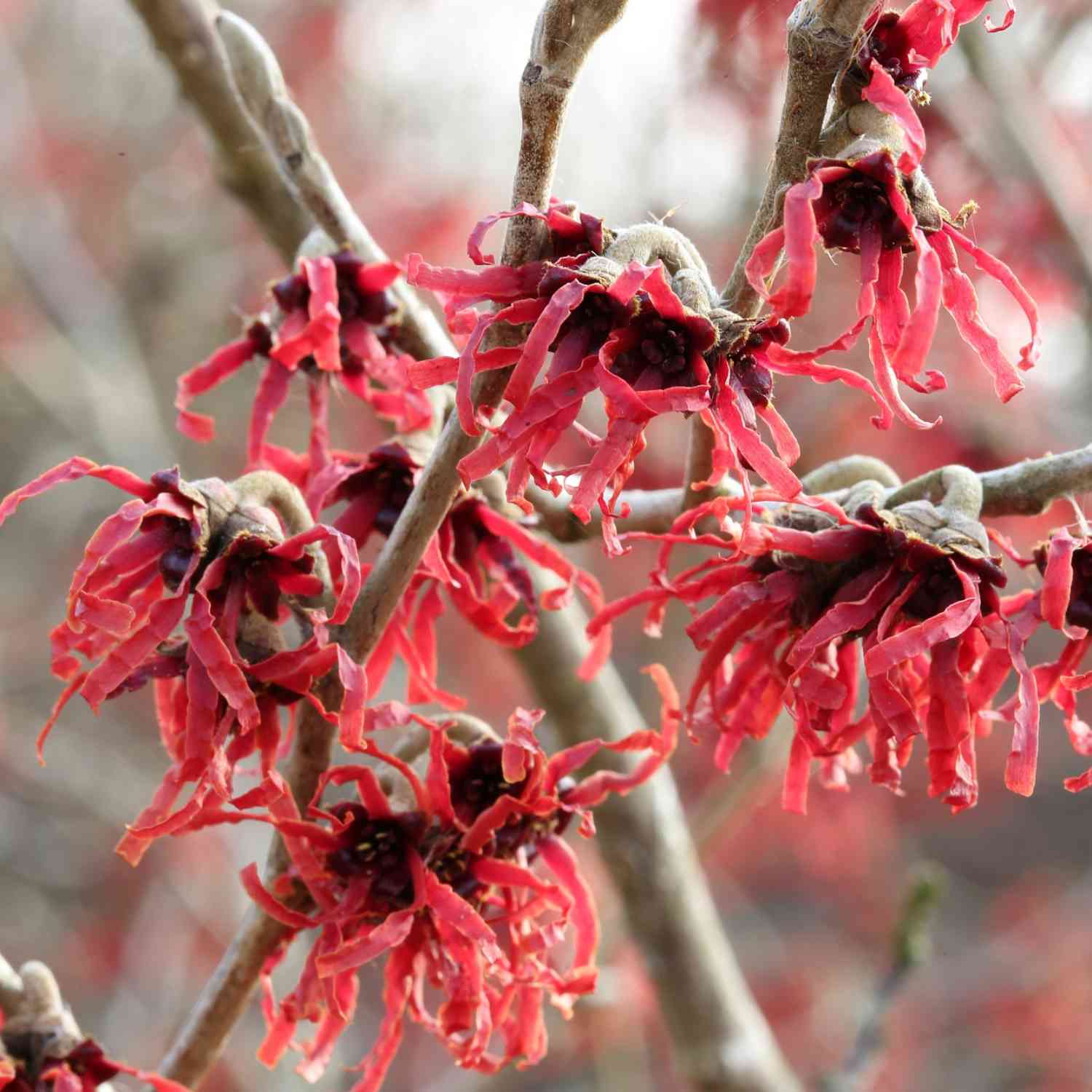 Zaubernuss 'Feuerzauber' C3-5 80 - 100 cm Liefergröße: 80 - 100 cm Zaubernuss 'Feuerzauber' C3-5 80 - 100 cm Liefergröße: 80 - 100 cm von Garten Schlüter