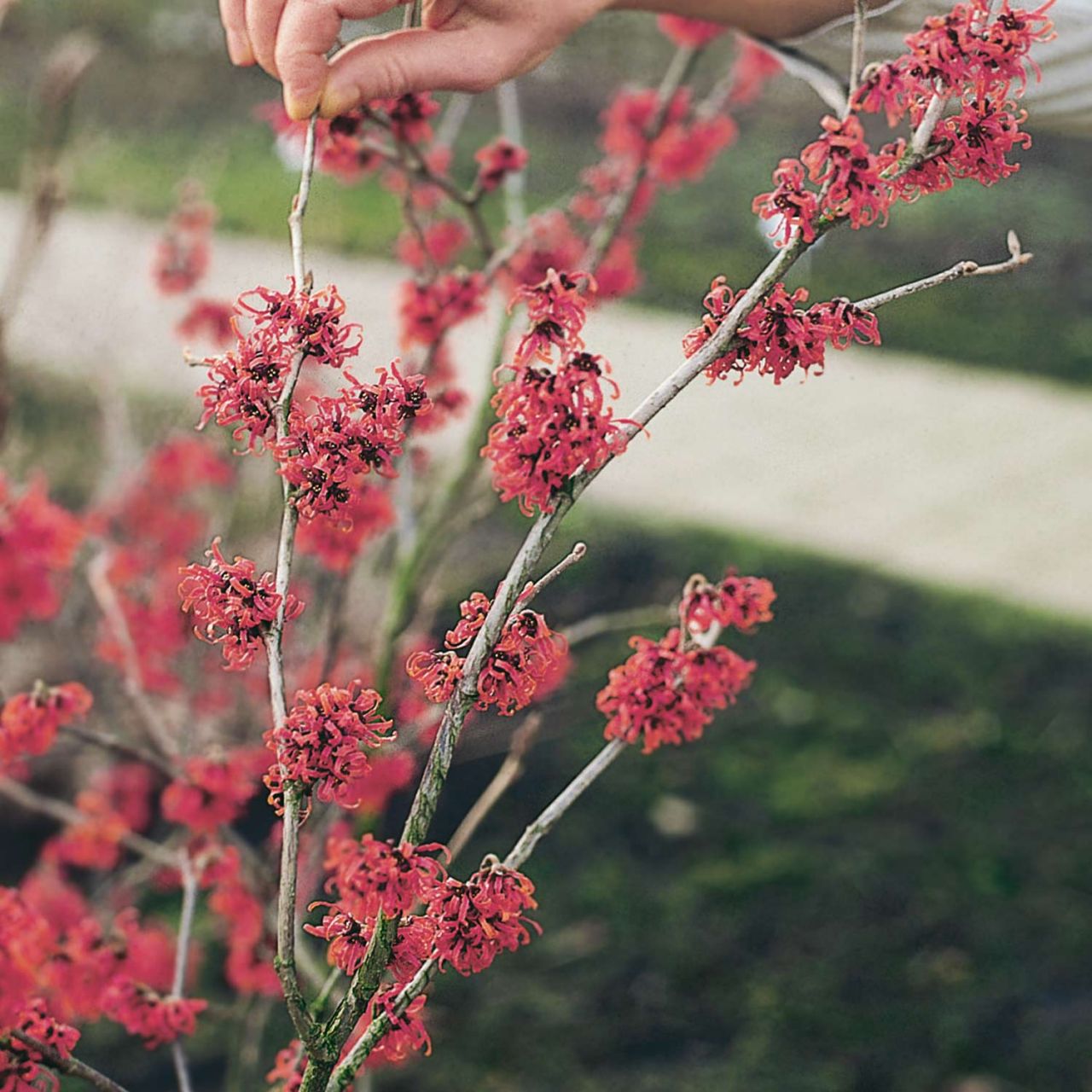 Zaubernuss 'Ruby Glow' von Garten Schlüter