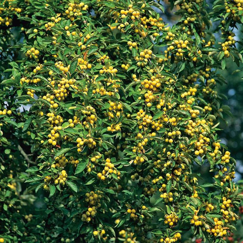 Zierapfel &#039;Golden Hornet&#039;, 5 Liter, 60 - 100 cm Liefergröße: 60 - 100 cm von Garten Schlüter