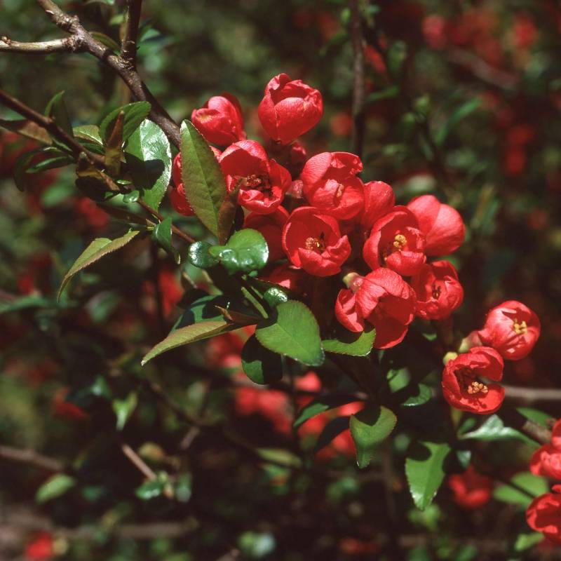 Zierquitte &#039;Fire Dance&#039; Liefergröße: ca. 40 - 60 cm von Garten Schlüter