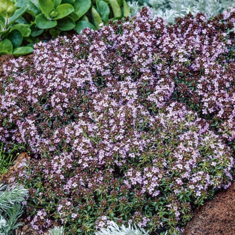 Zitronen-Kümmel-Thymian Lieferform: Im 9 cm Topf von Garten Schlüter