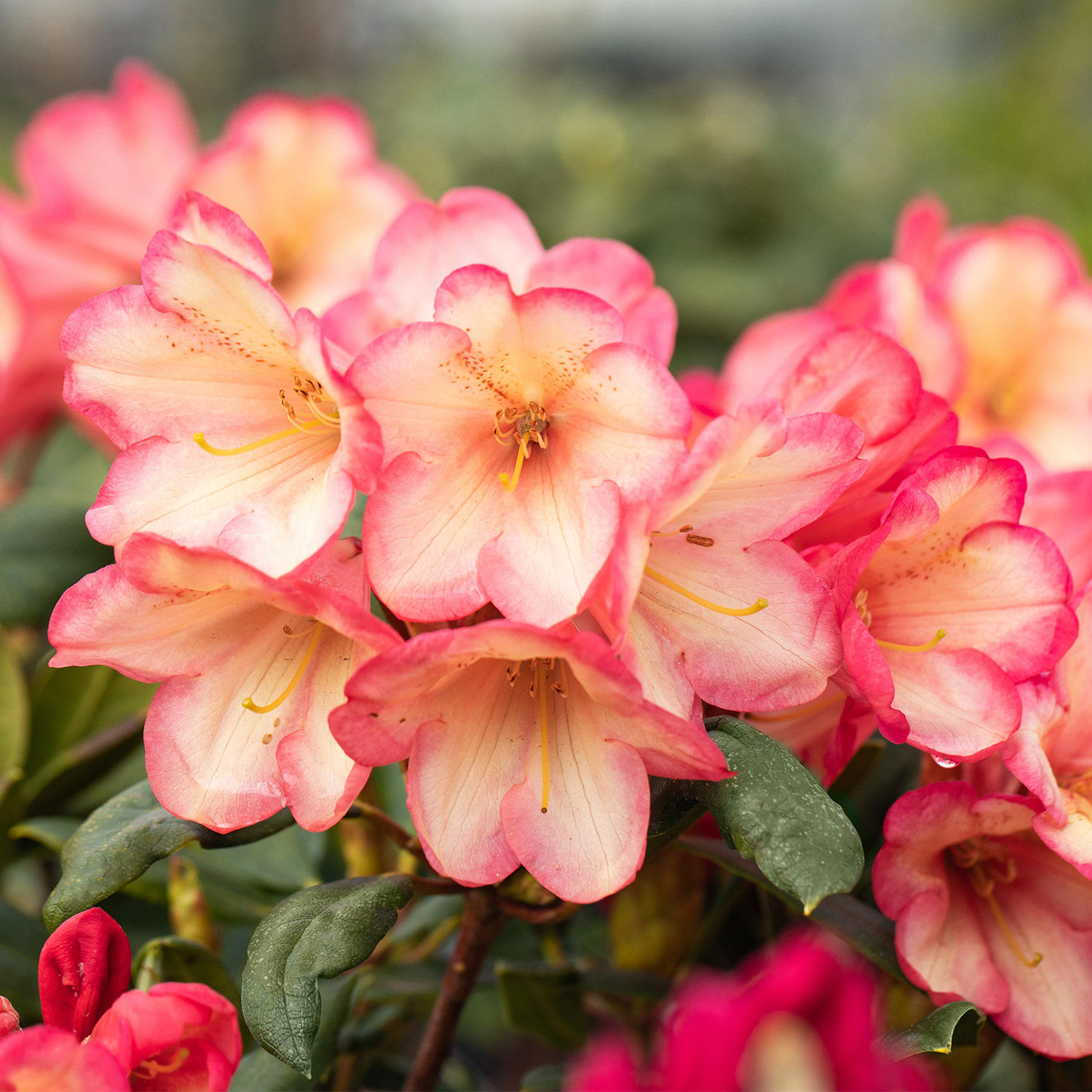 Zwerg-Ball-Rhododendron &#039;Barbarella®&#039; Liefergröße: 25 - 30 cm von Garten Schlüter