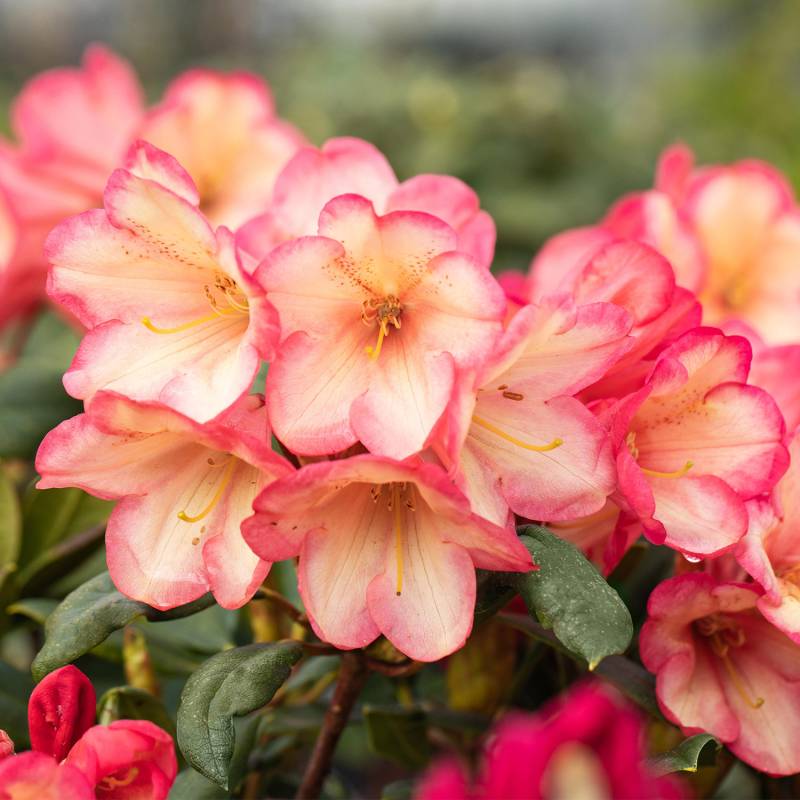 Zwerg-Ball-Rhododendron &#039;Barbarella®&#039; Liefergröße: 25 - 30 cm von Garten Schlüter