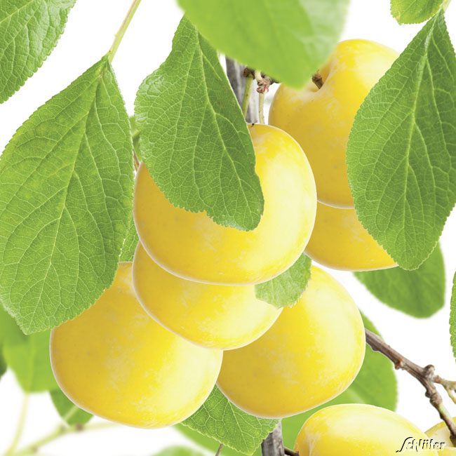 Zwerg-Mirabelle &#039;Nancy&#039;, 5 Liter, 80 - 90 cm, 40 - 50 cm Sth. Liefergröße: 80 - 90 cm, 40 - 50 cm Sth. von Garten Schlüter