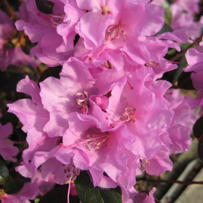 Zwerg-Rhododendron &#039;Praecox&#039; Liefergröße: 30-40 cm von Garten Schlüter