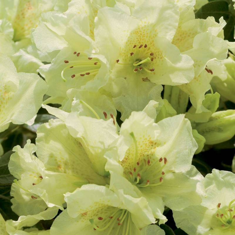 Zwerg-Rhododendron &#039;Wren&#039; Liefergröße: 25 - 30 cm von Garten Schlüter