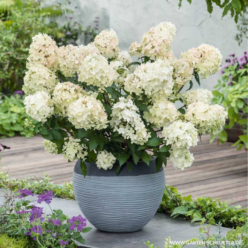 Zwerg-Rispenhortensie &#039;Bobo®&#039; 3 Liter Container, 30-40 cm Liefergröße: 30-40 cm von Garten Schlüter