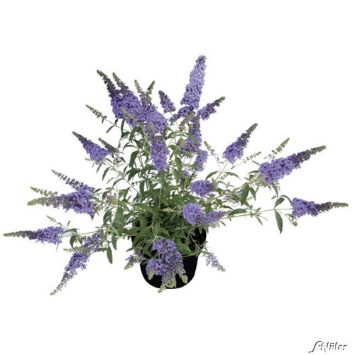 Zwerg-Schmetterlingsflieder BUZZ Sky Blue - Sommerflieder (Buddleja) Pflanze in dunkel-blau, halbschattig und winterhart - Flieder-Strauch von Garten Schlüter von Garten Schlüter