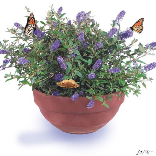 Zwerg-Schmetterlingsflieder Blue Chip - Sommerflieder (Buddleja) Pflanze in blau halbschattig und winterhart - Flieder-Strauch von Garten Schlüter von Garten Schlüter