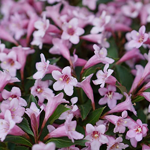 Zwerg-Weigelie 'Pink Poppet' Weigela florida hellrosa Blüten von April bis Mai von Garten Schlüter