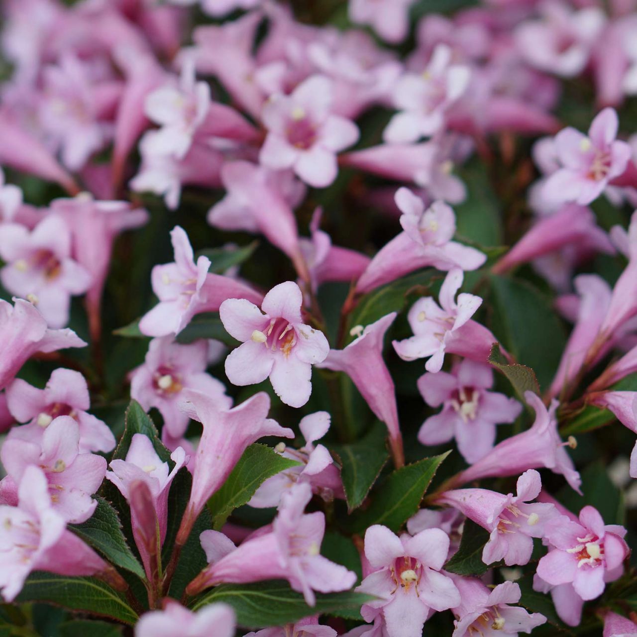 Zwerg-Weigelie 'Pink Poppet' von Garten Schlüter