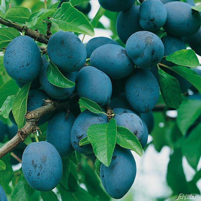 Zwetsche 'Hanita®' von Garten Schlüter