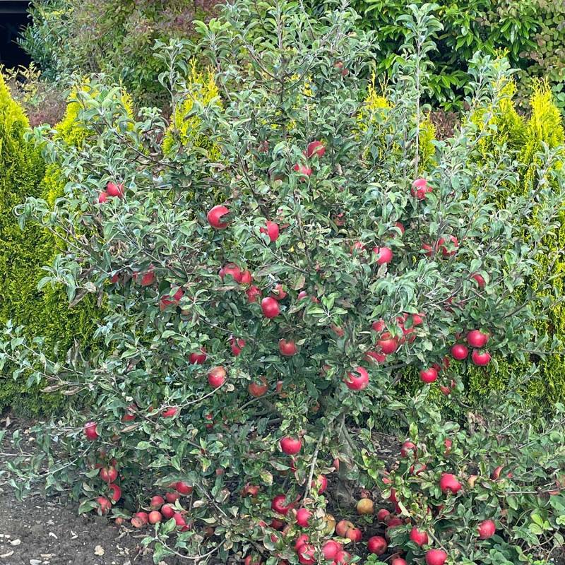 Zwergapfel &#039;Mini Cox® COXDWARF®&#039; Liefergröße: 60 - 80 cm von Garten Schlüter