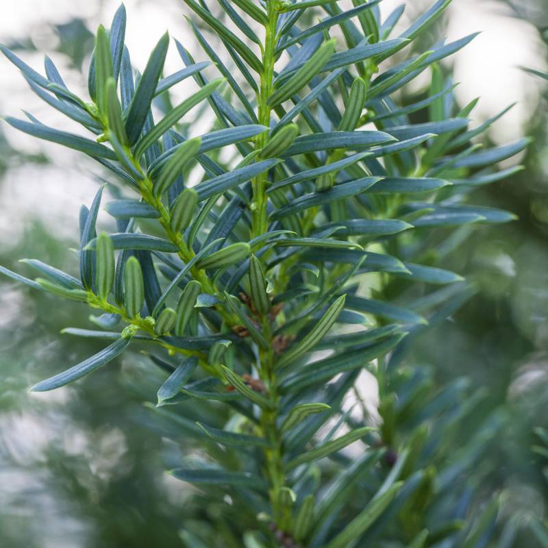 Zwergeibe &#039;Lescow&#039; 40 - 50 cm Liefergröße: 40 - 50 cm von Garten Schlüter