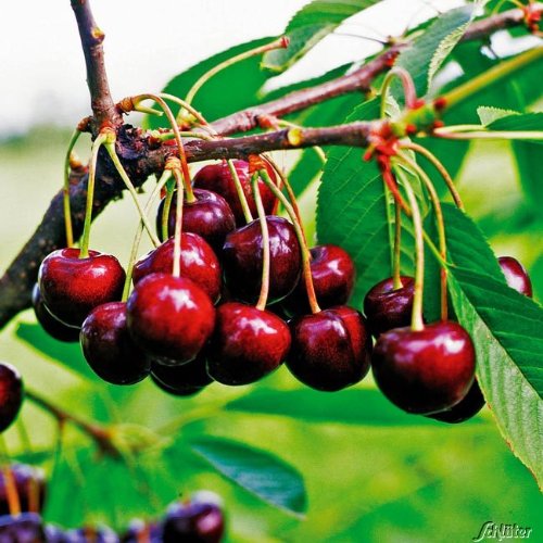 Zwergkirsche 'Sunburst' Prunus beste selbstfruchtende Sorte sehr groß, dunkelrot, platzfest Fruchtreife Juli-August von Garten Schlüter