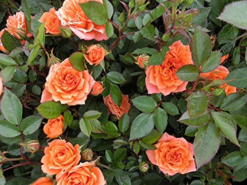 Zwergrose 'Ninetta®' von Garten Schlüter