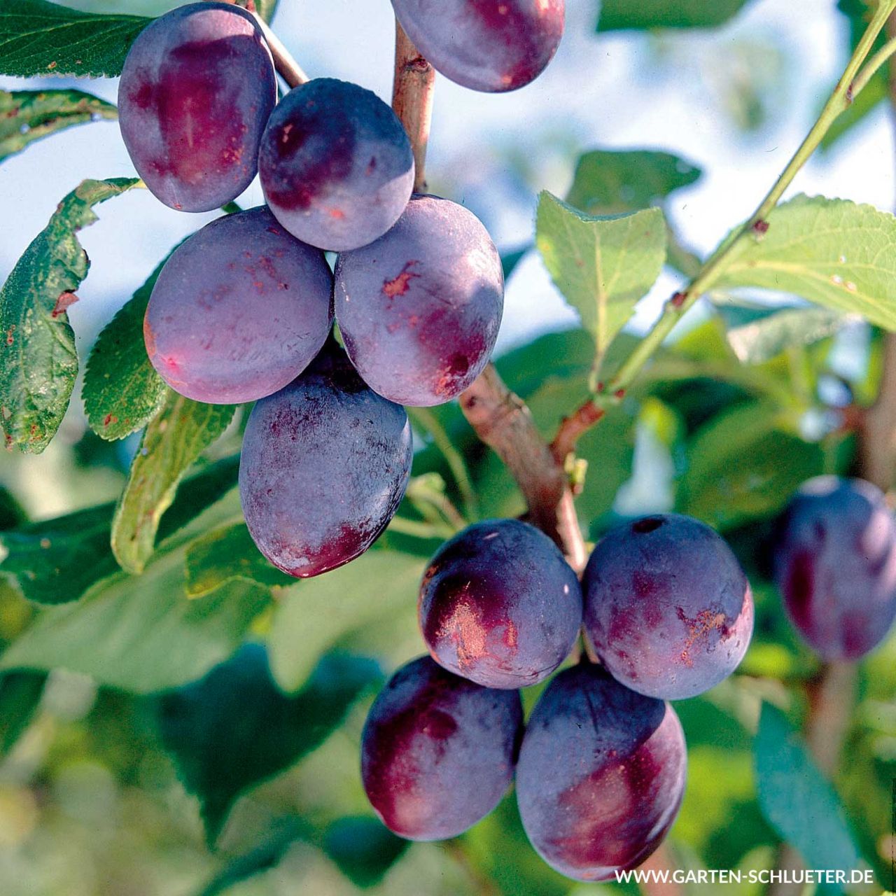 Zwetsche 'Jojo ®' von Garten Schlüter