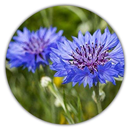 Kornblumen Samen - Ca. 50 Samen - Centaurea cyanus - Blaue bis Violette Blüten - Als Balkon- & Kübelpflanze von Samenquelle.de