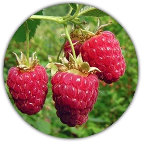 Riesen Himbeere - Ca. 50 Samen - Rubus idaeus - Für Mehrjährige Pflanzen - Gesunde & Vitaminreiche Früchte von Samenquelle.de
