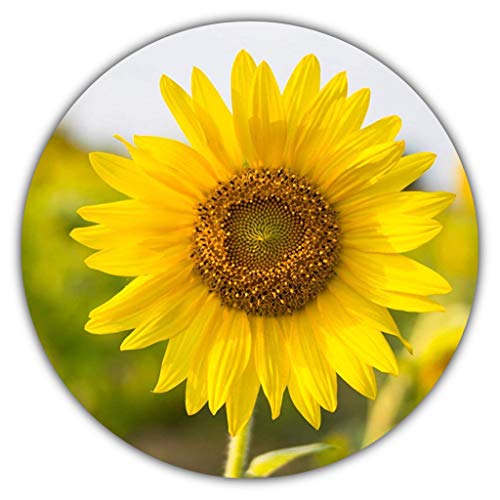 Sonnenblumen Samen/Helianthus annuus/ca. 50 Stück/Hingucker zum Selbstanbauen: gelb, gross von Samenquelle.de