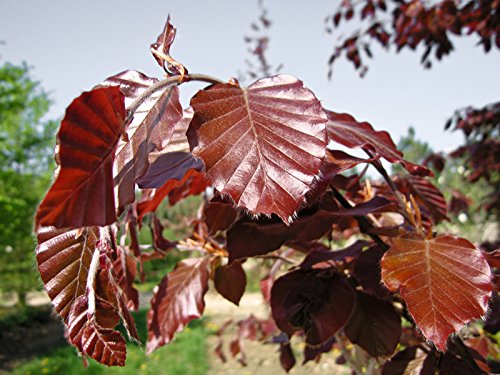 1 Stk. Rotbuche Rotbuchenhecke Containerware 100-125 cm hoch - Fagus sylvatica - Garten von Ehren® von Garten von Ehren