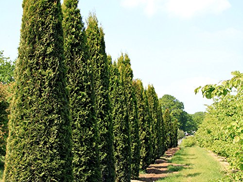 1 Stk. Thuja Lebensbaum Smaragd - Thujahecke Containerware 80-100 cm hoch - Thuja occidentalis Smaragd - Garten von Ehren® von Garten von Ehren