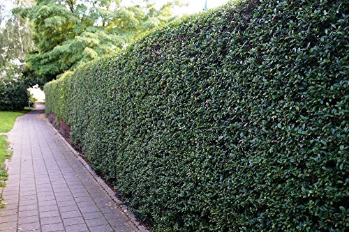 10 Stk. Liguster Atrovirens Ligusterhecke Topfware 30-50 cm hoch - Ligustrum vulgare Atrovirens - Garten von Ehren® von Garten von Ehren