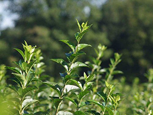 25 Stk. Liguster Ovalifolium Ligusterhecke Topfware 15-30 cm hoch - Ligustrum Ovalifolium - Garten von Ehren® von Garten von Ehren