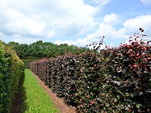 5 Stk. Blutbuche - Blutbuchenhecke Topfware 30-50 cm hoch - Fagus sylvatica Purpurea - Garten von Ehren® von Garten von Ehren