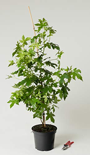 Amerikanischer Amberbaum - Liquidambar styraciflua 80-100 cm hoch - Garten von Ehren von Garten von Ehren