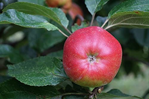 Apfelbaum Danziger Kantapfel 120-160cm - feinwürzig und locker von Garten von Ehren