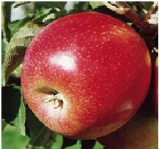 Apfelbaum Jonagold - 150 – 180 cm - Verzweigter Obstbaum - A-Qualität von Garten von Ehren