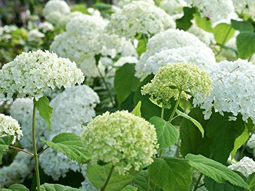 Ballhortensie weiße Blüte 'Annabelle' - Hydrangea arborescens Annabelle - Containerware, 40-60 cm - Garten von Ehren® von Garten von Ehren