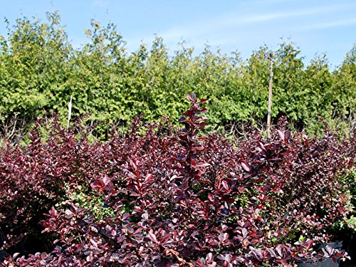 Blut-Berberitze - Berberis thunbergii Atropurpurea - Containerware 40-60 cm - Garten von Ehren® von Garten von Ehren
