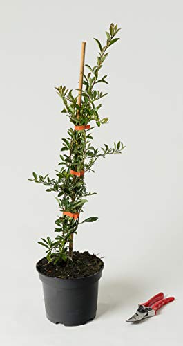 Feuerdorn Orange Charmer - Pyracantha Orange Charmer 40-60 cm hoch - Garten von Ehren von Garten von Ehren