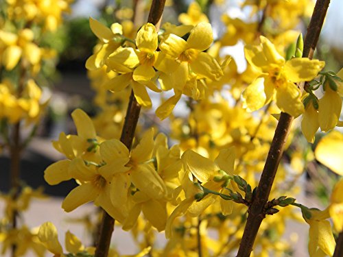 Goldglöckchen - Forsythie 'Lynwood' - Laubgehölze - Forsythia intermedia Lynwood - Containerware 60-100 cm - Garten von Ehren® von Garten von Ehren