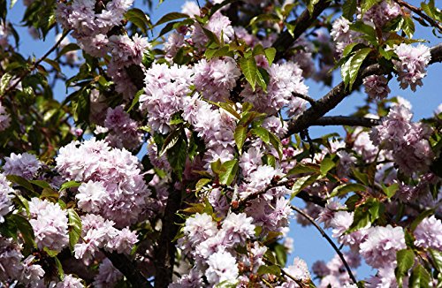 Hängende Nelkenkirsche 'Kiku-shidare-zakura' - Prunus serrulata Kiku-shidare-zakura - Containerware 100-150 cm - Garten von Ehren® von Garten von Ehren