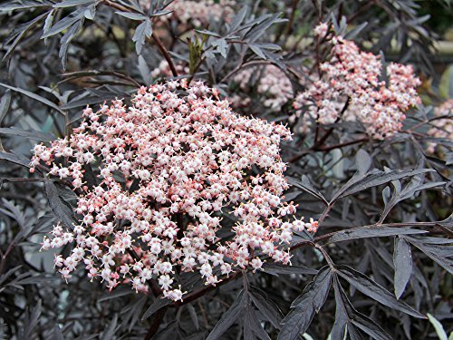 Holunderbeere/Flieder 'Black Lace' - Sambucus nigra Black Lace - Containerware 40-60 cm - Garten von Ehren® von Garten von Ehren