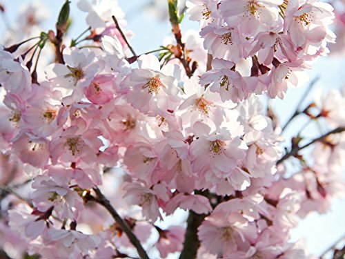 Japanische Blütenkirsche 'Kanzan' - Prunus serrulata Kanzan - Containerware 60-100 cm - Garten von Ehren® von Garten von Ehren