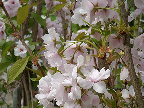 Japanische Säulenkirsche 'Amanogawa' - Prunus serrulata Amanogawa - Containerware 100-150 cm - Garten von Ehren® von Garten von Ehren