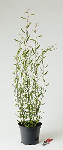 Korkenzieherweide - Salix matsudana Tortuosa 100-150 cm hoch - Garten von Ehren von Garten von Ehren