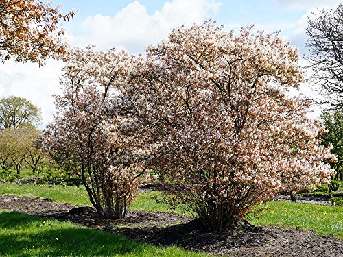 Kupfer-Felsenbirne - Weiße Blüte - Amelanchier lamarckii Containerware 100-150 cm - Garten von Ehren® von Garten von Ehren