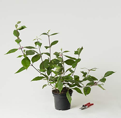 Liebesperlenstrauch Schönfrucht Profusion - Callicarpa bodinieri Profusion 40-60 cm hoch - Garten von Ehren von Garten von Ehren