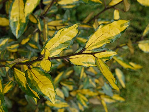 Panaschierte Ölweide 'Maculata' - Gold-grüne Blätter - Elaeagnus pungens Maculata - Containerware 30-40 cm - Garten von Ehren® von Garten von Ehren