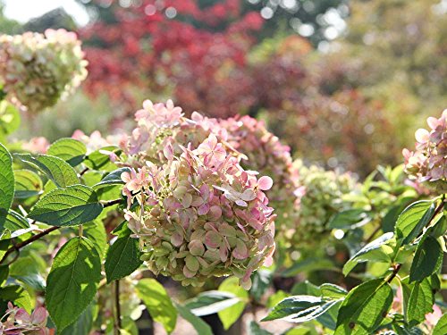 Rispenhortensie Limelight - weiß & rosa Blüte - Hydrangea paniculata Limelight - Containerware 60-80 cm - Garten von Ehren® von Garten von Ehren