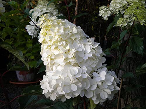 Rispenhortensie Vanille Fraise® 40-60cm - Hydrangea paniculata von Garten von Ehren