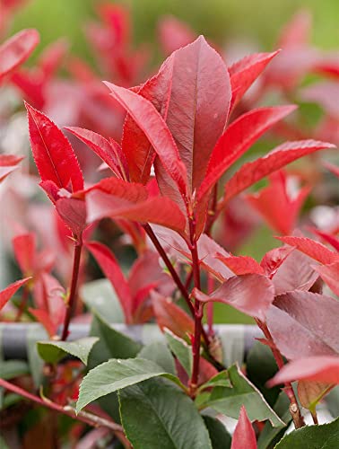 Rote Glanzmispel 'Red Robin' - Photinia fraseri 'Red Robin' - Containerware 60-100cm - Garten von Ehren® von Garten von Ehren