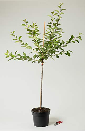 Sauerkirsche Schattenmorelle - Prunus cerasus Schattenmorelle 120-160 cm hoch - Garten von Ehren von Garten von Ehren