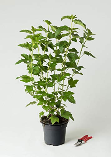 Schwarze Johannisbeere Titania - Ribes nigrum Titania 40-60 cm hoch - Garten von Ehren von Garten von Ehren
