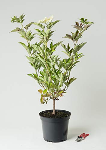 Schwarzer Holunder Haschberg - Sambucus nigra Haschberg 60-100 cm hoch - Garten von Ehren von Garten von Ehren